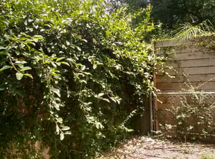 Bush Trimming by Daniel Campos for Jennifer R. in Houston, TX