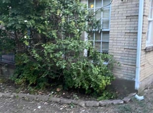 Bush Trimming by Ivan Pichardo for Brian H. in Dallas, TX