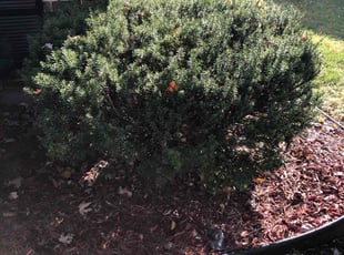 Bush Trimming by Cordell Fox for Ruther H. in Country Club Hills, IL