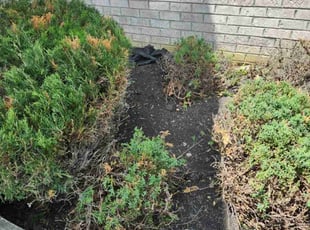 Bush Trimming by Jose Gonzalez for GEORGETTE W. in Waldorf, MD