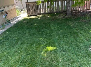 Michael G.'s Lawn Mowing Service service result