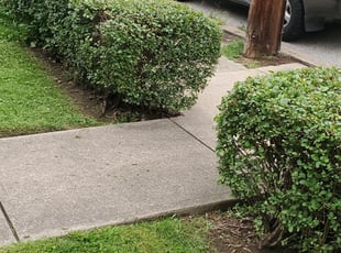 Bush Trimming by Brandon Morris for Nancy A. in Pittsburgh, PA
