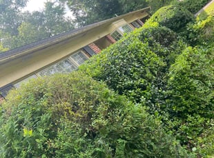 Bush Trimming by Gilbert Osorio for Charles M. in Alexandria, VA