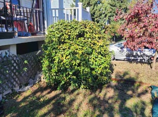 Bush Trimming by Edward Glenn for Kimberly R. in Baltimore, MD