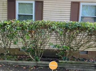 Bush Trimming by James Coward for Janice S. in Richmond, VA