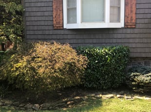 Bush Trimming by Brittni Vasquez for Scott G. in Knoxville, TN