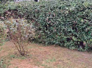 Bush Trimming by Titus Hayes for Carlette B. in Richmond, VA