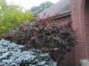Bush Trimming by Dwayne Gray for Michelle C. in Xenia, OH