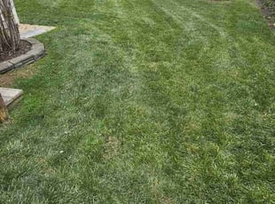 Leaf Removal by Rose Valle for Nancy B. in Fairfax, VA