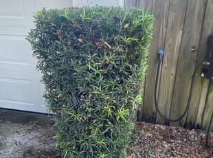 Bush Trimming by Marcus Nelson for Taquanda B. in Apopka, FL