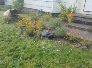 Weeding by Riki Howry for Colleen M. in Portland, OR
