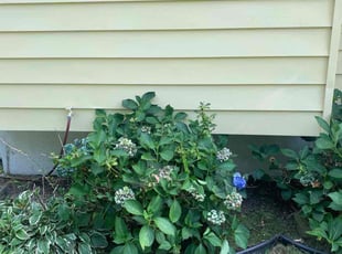 Weeding by Scott Source for Ruth H. in Baltimore, MD