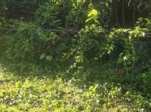 Leaf Removal by Douglas McClelland for Charles C. in Birmingham, AL