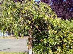 Bush Trimming by Tiffany L for Kat N. in University Place, WA