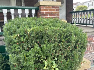 Bush Trimming by Rob Havard for Thomas W. in Pittston, PA