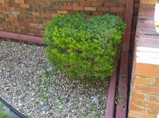 Bush Trimming by William Beacham for Ary K. in Wichita, KS