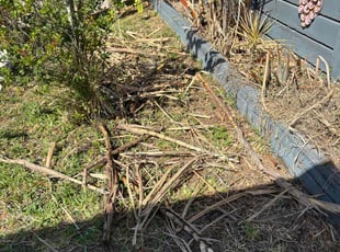 Bush Trimming by David Scheafnocker for Shannon R. in Naples, FL