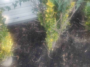 Weeding by Michael Weaver for Jennifer S. in La Vergne, TN