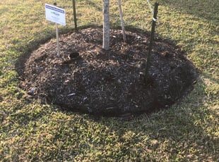 Cleanups by Eli Munoz for Adrian J. in Rosharon, TX