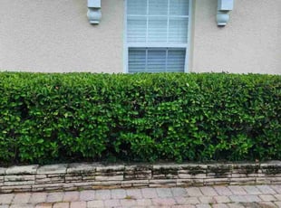 Bush Trimming by Wayne Poole for Jason A. in Oviedo, FL