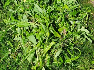 Weeding by Jon Kahrhoff for Tyler B. in Greenwood, IN
