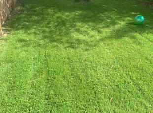 Ricky d.'s Lawn Mowing service result