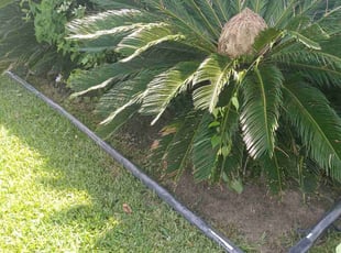 Weeding by Carl Lewis for Kimberly H. in LaPlace, LA