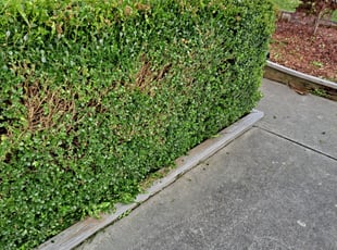 Bush Trimming by Heriberto Perez for Nikita H. in High Point, NC