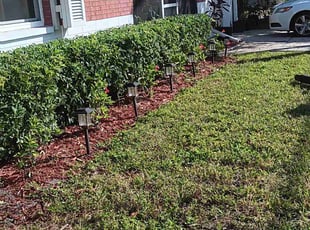 Bush Trimming by Elvis Pintado for Dani I. in Pinellas Park, FL