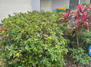 Bush Trimming by Skye Brisco for Maxwell F. in Tamarac, FL