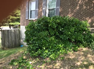 Bush Trimming by Wesley Souders for Wesley D. in Nottingham, MD