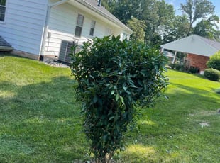 Bush Trimming by Brandon Escobar for Steven M. in West Springfield, VA
