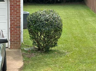 Bush Trimming by Samarrio Conney for Mattie S. in Jonesboro, GA
