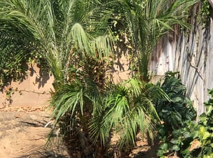 Bush Trimming by Johnie Parker for Kristen c. in Fresno, CA