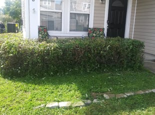 Bush Trimming by Vicente Juárez for Bryan J. in Charlotte, NC