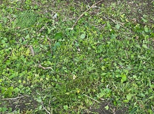 Cleanups by Noe Pena for Neil S. in Indianapolis, IN