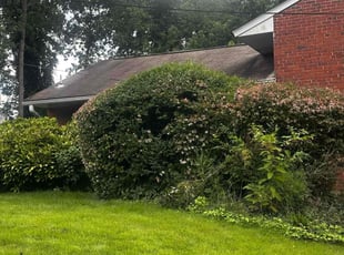 Bush Trimming by Carlos Portillo for Christopher W. in Springfield, VA