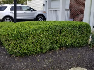 Bush Trimming by Mike Trovato for Mitch F. in Blacklick, OH