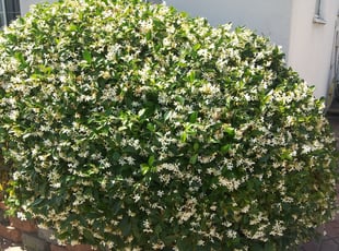Bush Trimming by Mark Anthony Gutierrez for Madi P. in Buena Park, CA