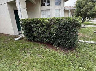 Leana S.'s Bush Trimming service result