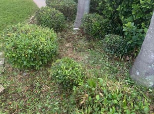 Bush Trimming by Kevis Shephard for Renee A. in Zephyrhills, FL