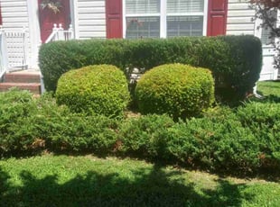 Bush Trimming by Nathaniel Howard for Jesse S. in Chesterfield, VA