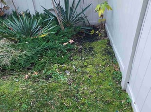 Leaf Removal by Joseph Rankovic for Ronald H. in Providence, RI