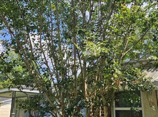 Bush Trimming by Jason Hughes for Rodney S. in Savannah, GA
