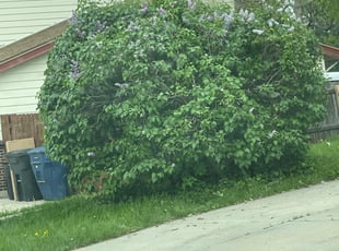 Bush Trimming by Chris Heath for Frank B. in Arvada, CO
