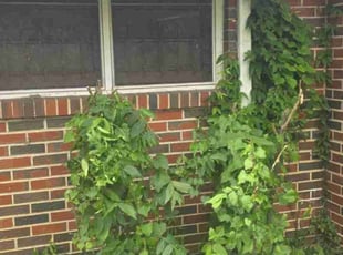 Bush Trimming by Douglas McClelland for Donnie F. in Birmingham, AL