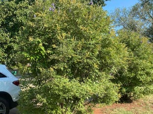 Bush Trimming by Jessie Revilla Sanchez for Ash D. in Oklahoma City, OK
