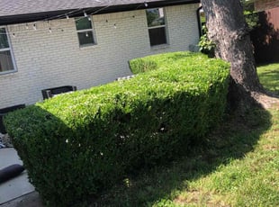 Bush Trimming by Simon Diamond for Sara M. in Dallas, TX