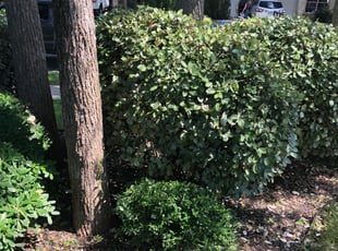 Bush Trimming by Randy Kingdon for Timothy L. in Buda, TX