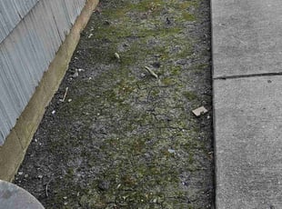 Weeding by Robert Dowdy for Carmelita E. in Milwaukee, WI